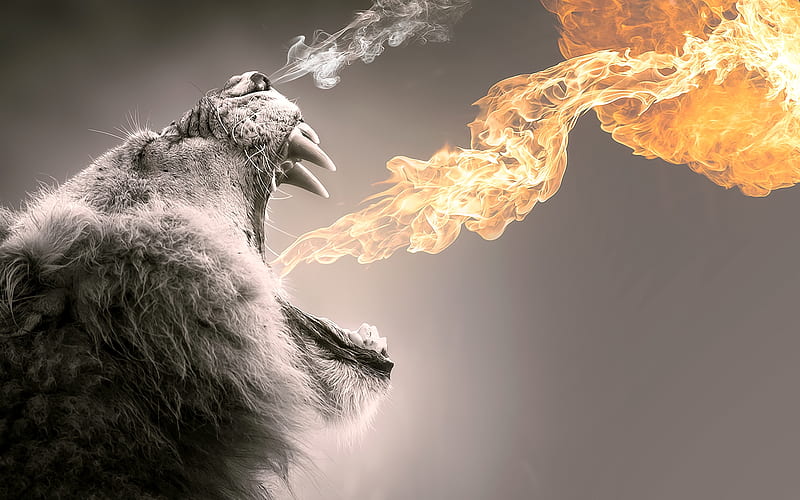 Roaring flames, roaring, big cat, leu, black, yellow, creative, lion, situation, animal, fire, fantasy, flame, bw, white, pisica, HD wallpaper