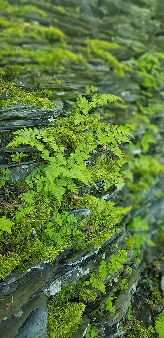 Closeup Surface Of The Wall Covered With Green Moss Modern Eco