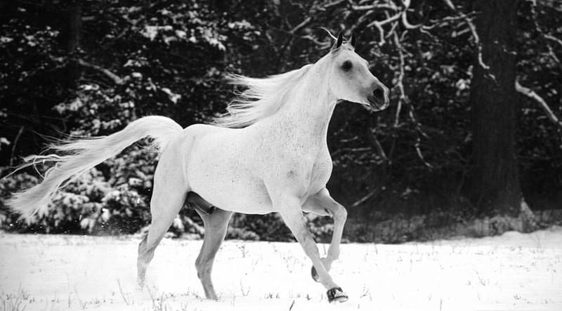 Majestic Arabian thoroughbred, snow, Arabian thoroughbred, white, horse, animals, winter, HD wallpaper