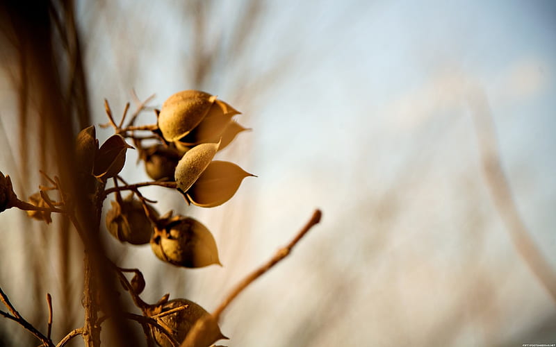 Withered fruit-Alternative Landscape graphy, HD wallpaper