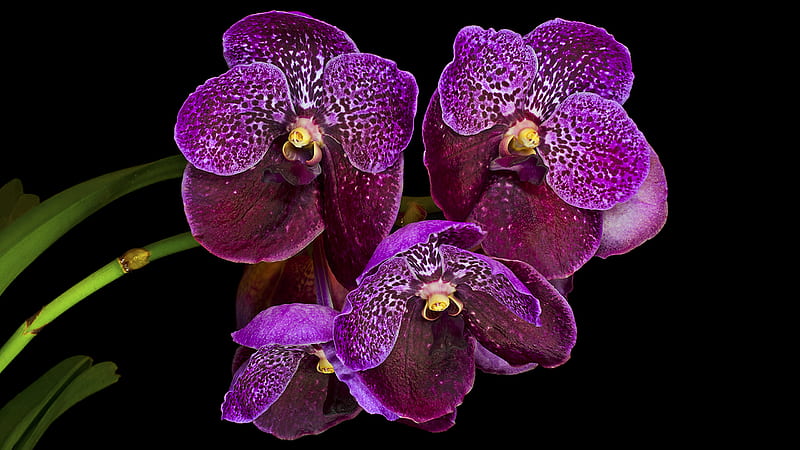 2k Free Download Violet Orchids Flowers Closeup Black Background Black And Purple Orchid Hd 7433