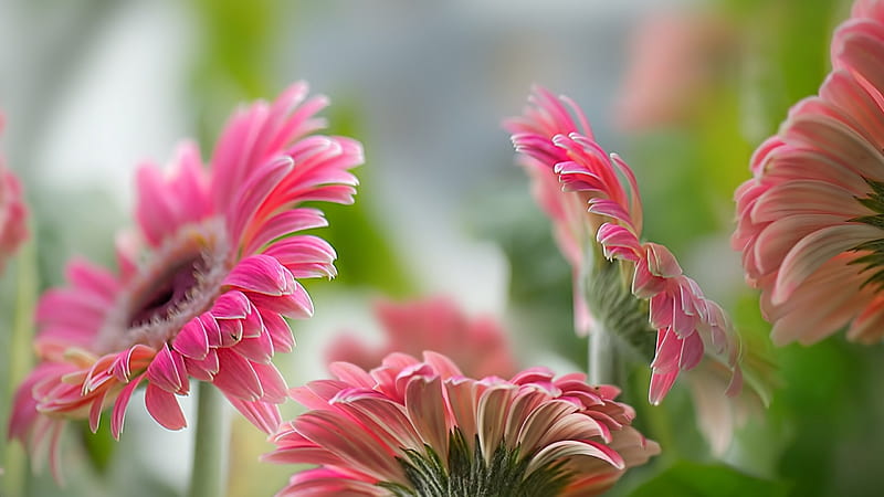 Pink daisies, green, flower, gerbera, pink, daisy, HD wallpaper | Peakpx