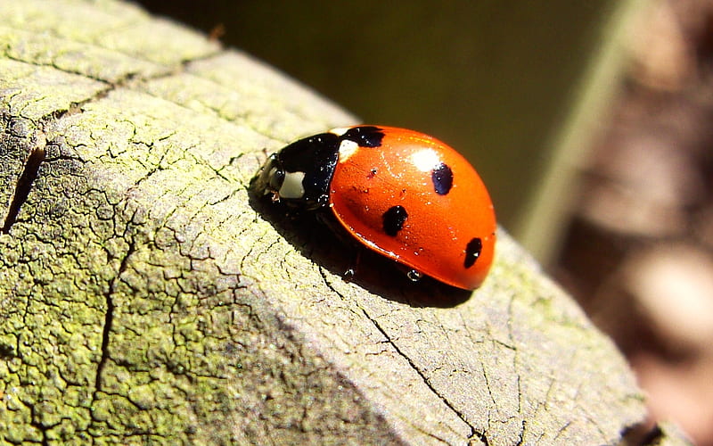 Lady Bug, red, ladybug, nature, ladybird, HD wallpaper