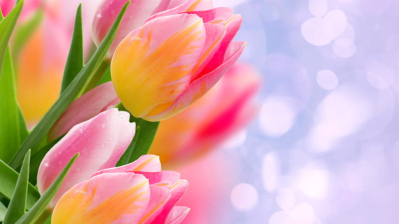 Yellow And Pink Tulip With Light Purple Background Pink, HD wallpaper