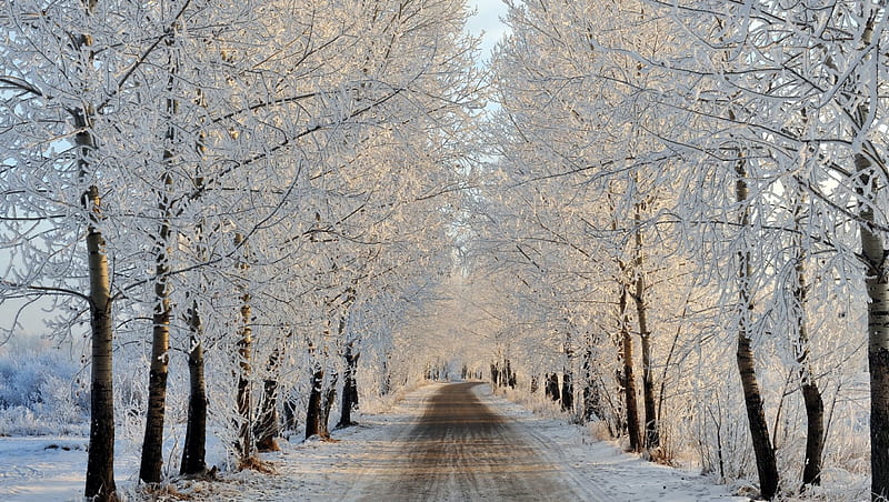 Tree-Lined Winter Street, roads, snow, nature, trees, street, winter, HD wallpaper