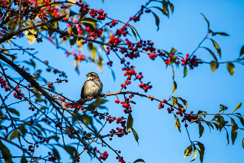 white-throated sparrow, bird, branch, berries, wildlife, HD wallpaper