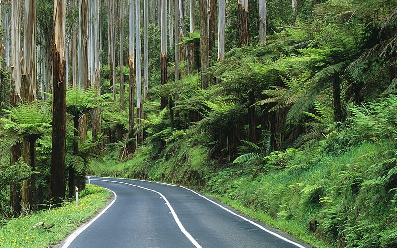 Australia Yarra Ranges National Park - the road through the rainforest, HD wallpaper