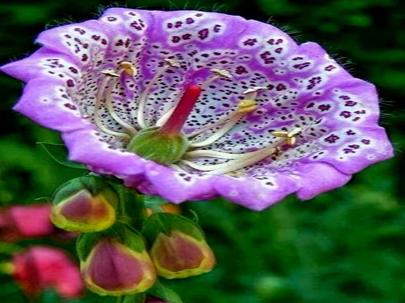 Floxglove Rare Flower, Rare, Beauatiful, Floxglove, Flower, HD ...