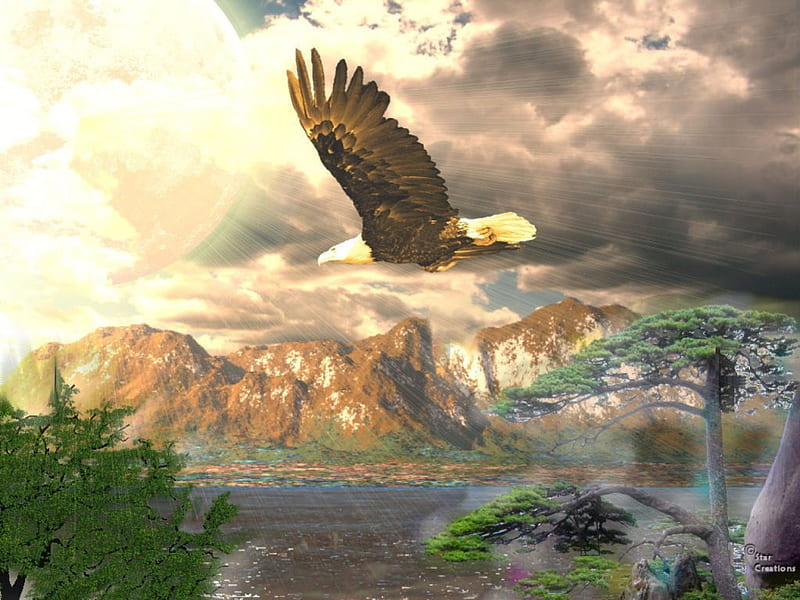 Sun day, eagle, sun, HD wallpaper