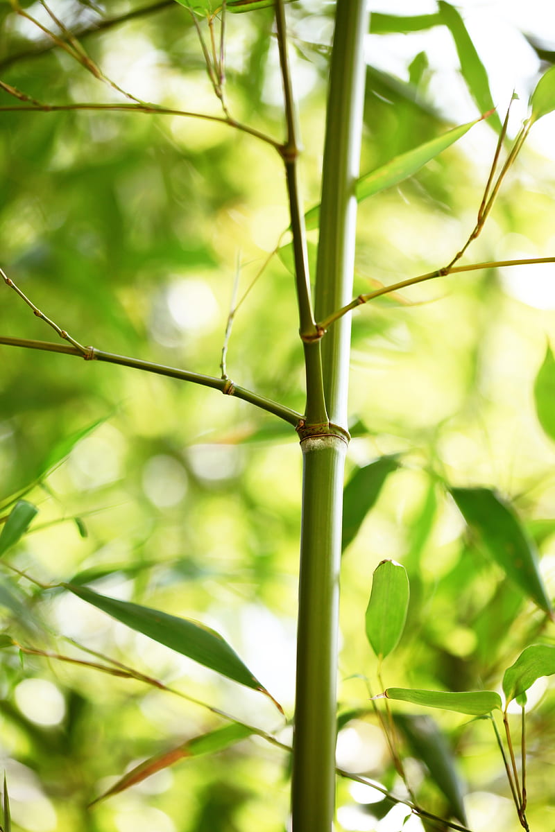 bamboo, leaves, plant, HD phone wallpaper