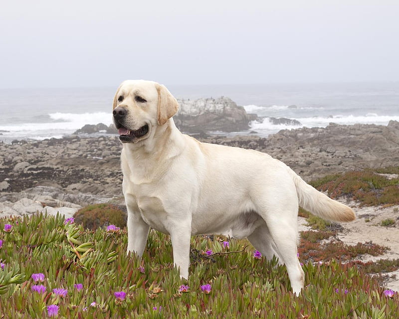 Yellow Labrador Retriever, rock, grass, labrador, ocean, waves, sky, retriever, water, big, nature, animals, dog, HD wallpaper