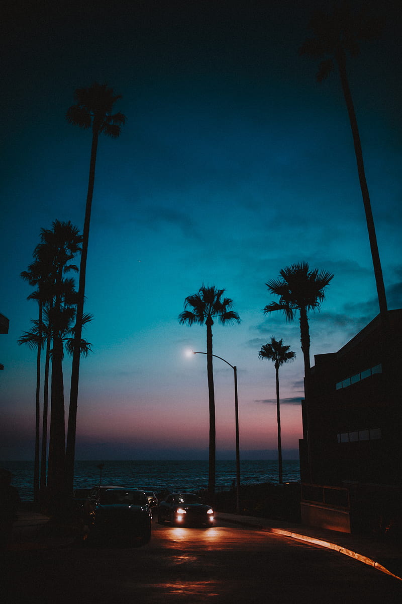 carros, palm trees, sunset, night, tropics, HD phone wallpaper