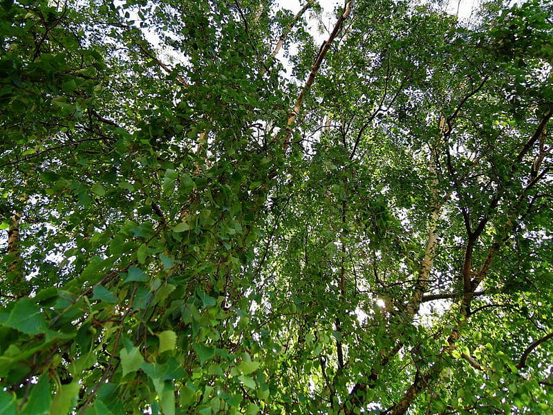 Green canopy 3, leaves, green, birch tree, spring, treees, HD wallpaper