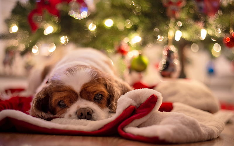 Cavalier King Charles Spaniel, Christmas, New Year, little dog, puppy, HD wallpaper