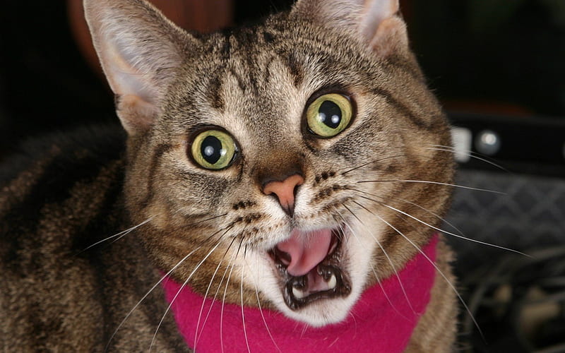 Whoa!, cat, tongue, mood, animal, cute, expresion, funny, face, pink, surprise, HD wallpaper