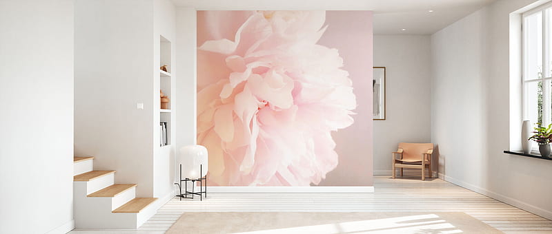 Peonía rosa claro – murales online – pared, peonias rosa claro, Fondo de  pantalla HD | Peakpx