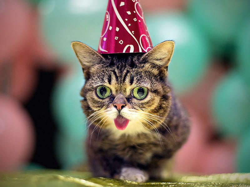 Ready for the party!, party, funny, cat, birtay, pink, pisica, hat, HD wallpaper