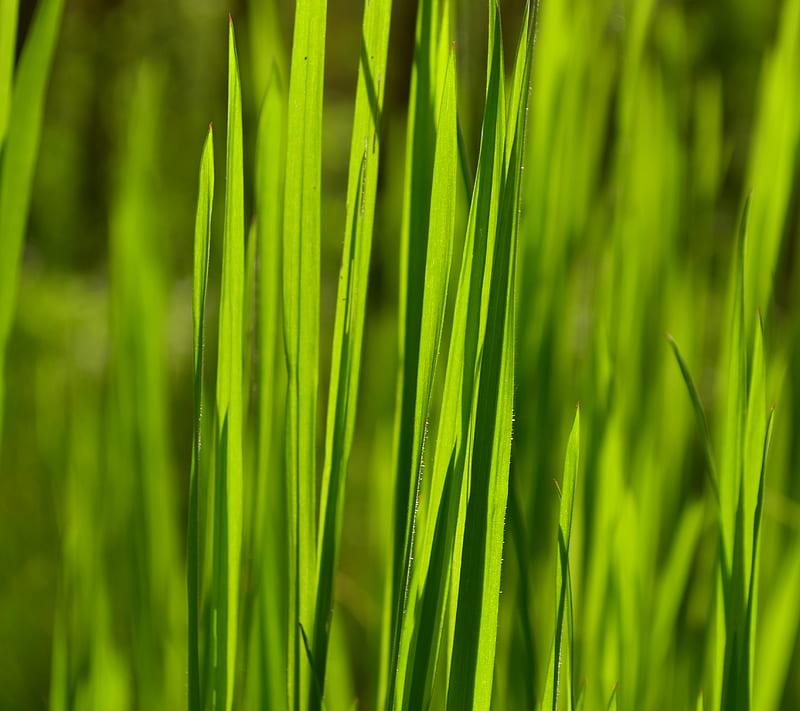 Green Grass, nature, HD wallpaper | Peakpx