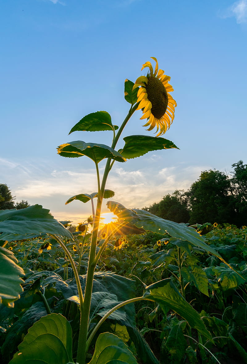 Yellow Sunflower Hd Phone Wallpaper Peakpx 9982