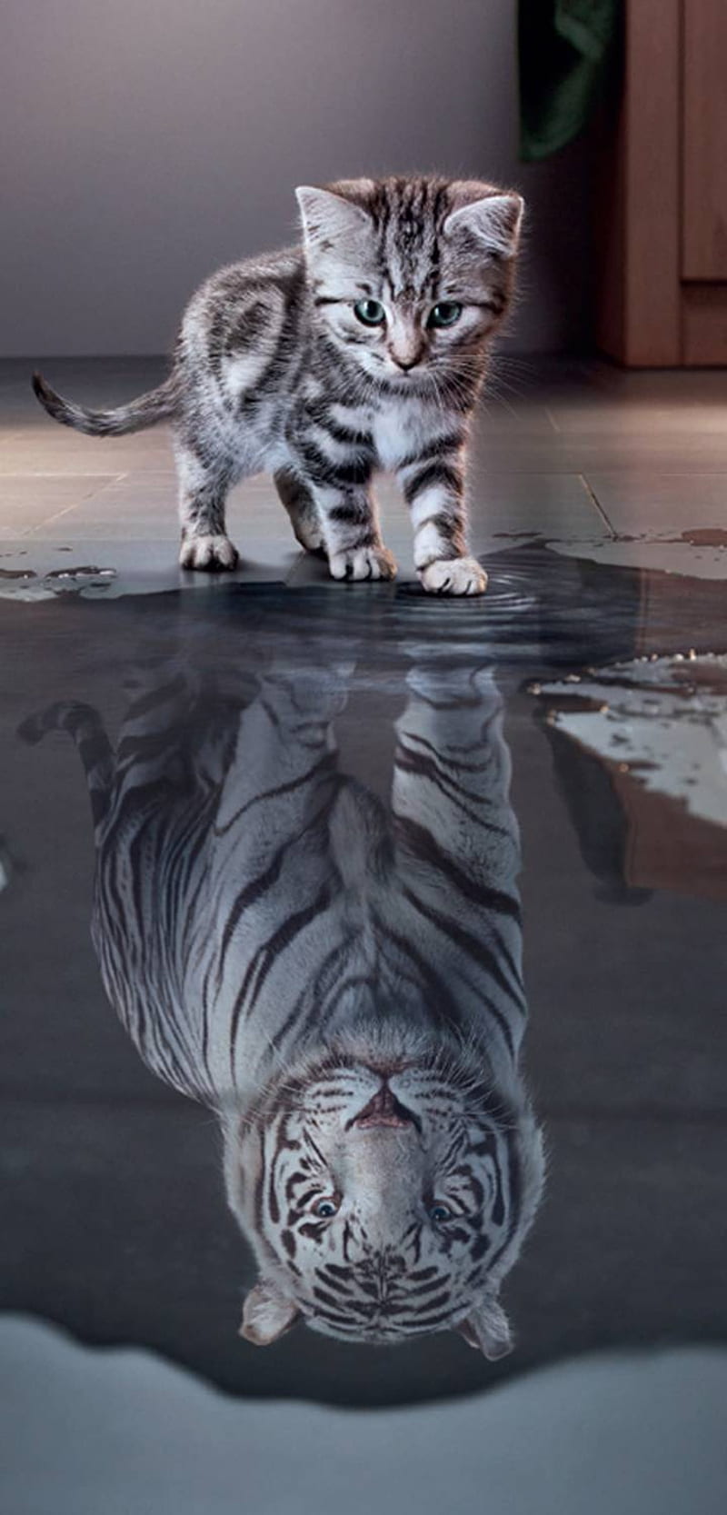 Reflexiones, gato, tigre, gatito, gatitos, gatos, bueno, sueño, grande,  2019, Fondo de pantalla de teléfono HD | Peakpx