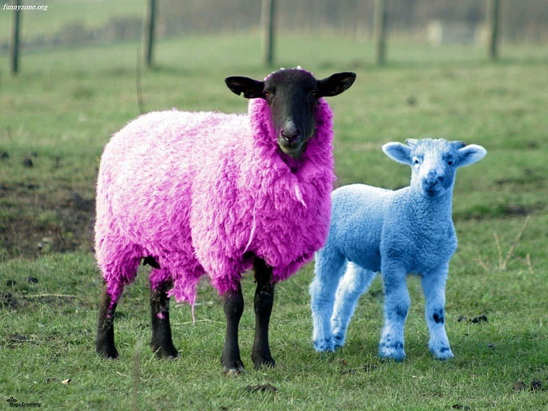 Sheep, funny, green, pink, blue, HD wallpaper