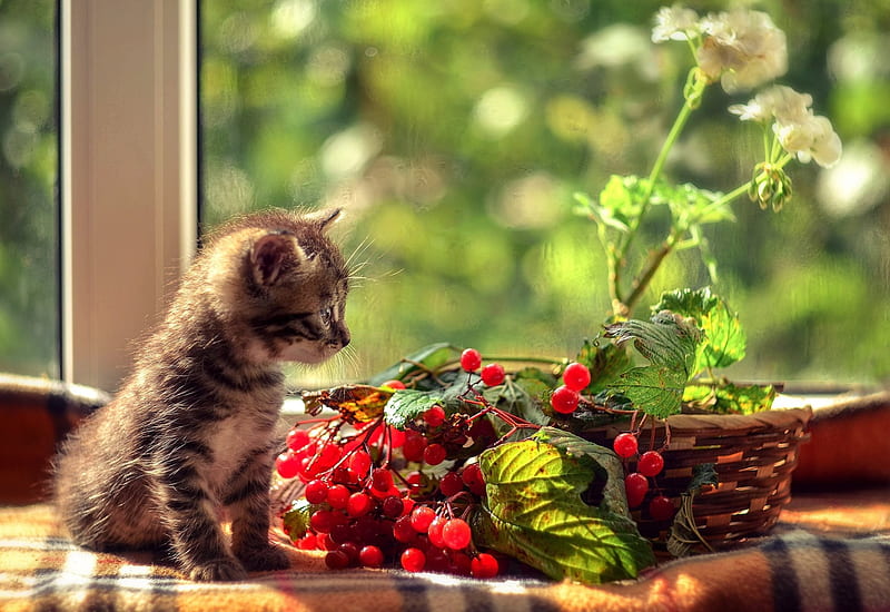 Kitten, red, cat, animal, cute, fruit, green, berry, pisica, cherry, HD wallpaper