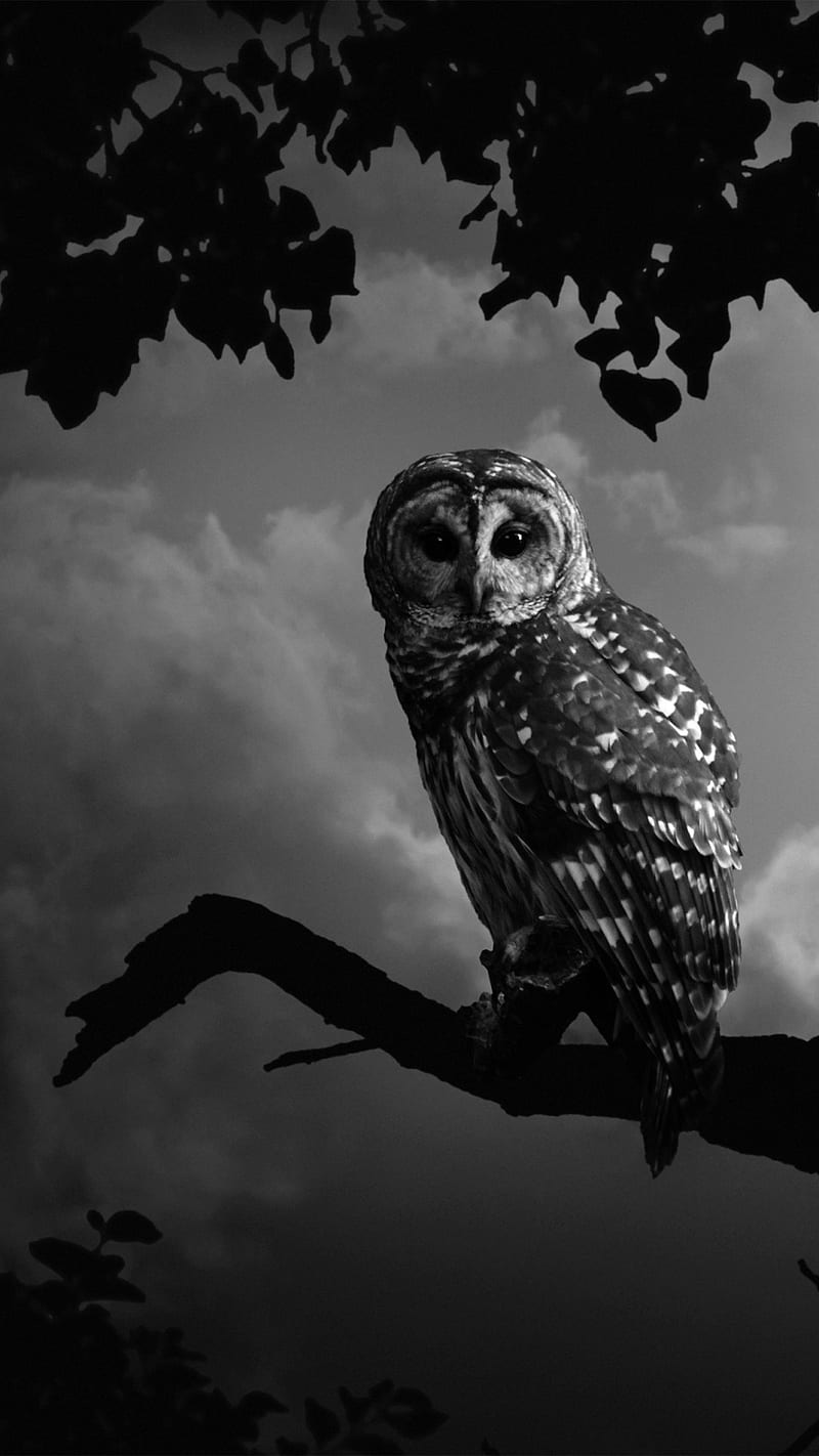 Owls Night, dark knight, HD phone wallpaper