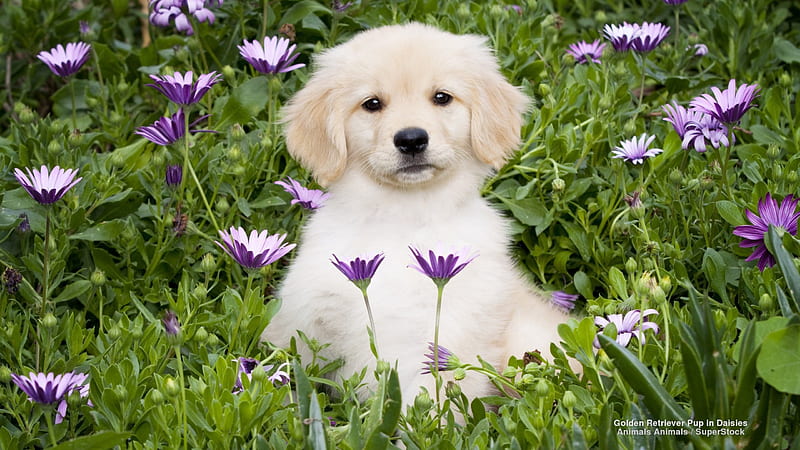 Adorable Golden Retriever Puppy, golden retrievers, puppies, animals, dogs, HD wallpaper