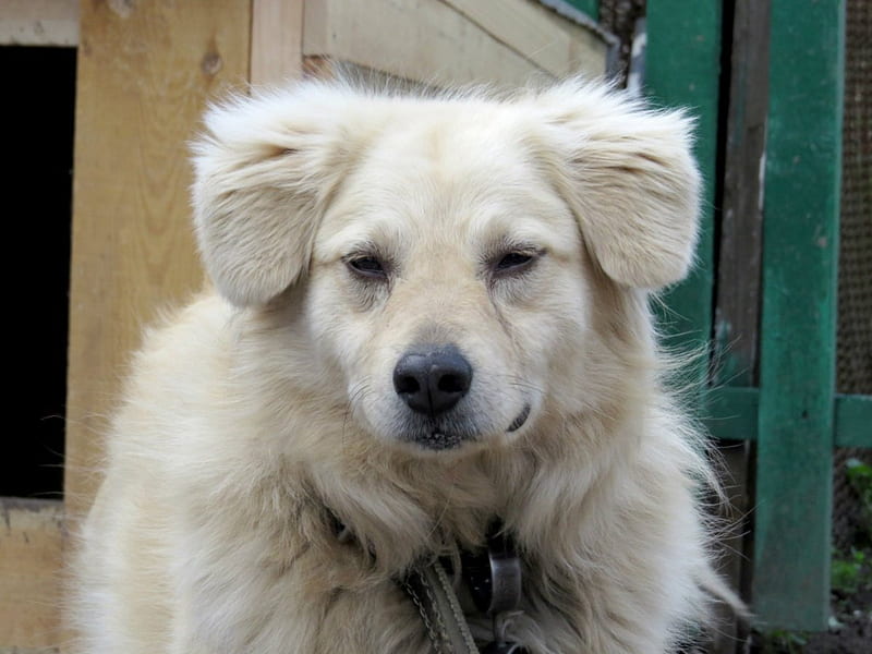 Adorable Dog, face, Dog, Floppy ears, furry dog, HD wallpaper