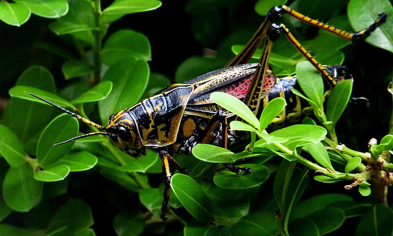 Locust, grasshopper, bug, cicada, insect, HD wallpaper