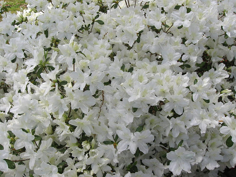 Azalea blanca, bosque, jardín, flores, Fondo de pantalla HD | Peakpx