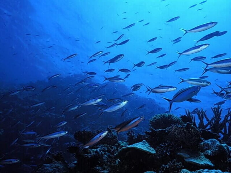 A SCHOOL OF FISH SWIMMING IN THE OCEAN, fish, ocean, coral, swimming, blue, HD wallpaper