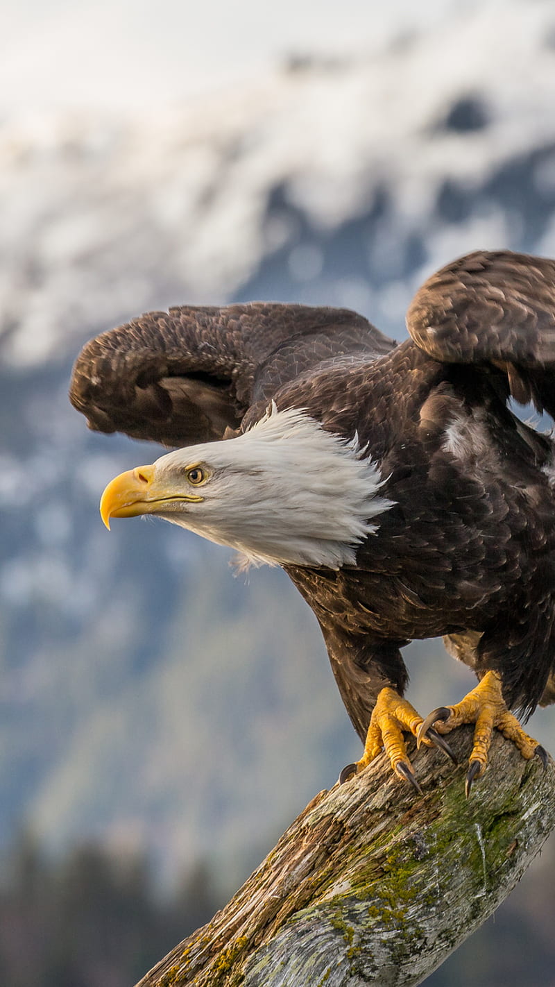 American eagle, eagles, flag, HD phone wallpaper