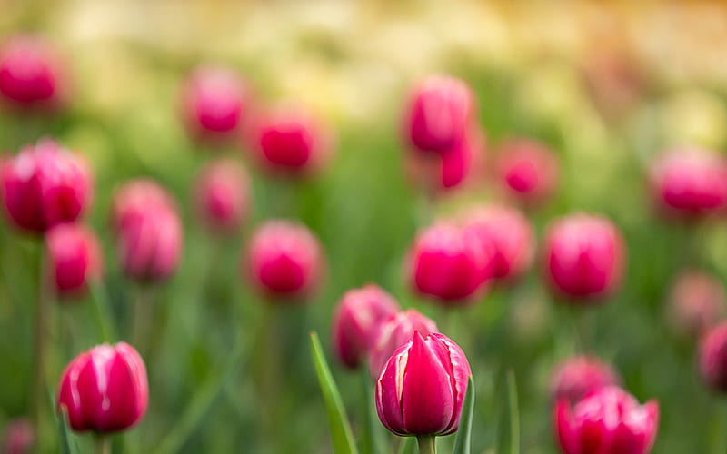 Tulips, buds, flowers, blur, pink, HD wallpaper | Peakpx