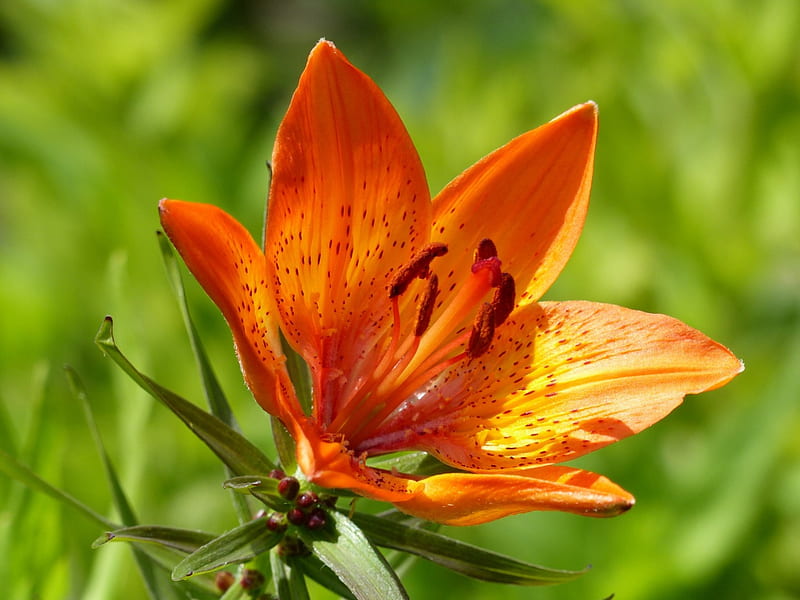 Lirio naranja, naranja, flor, verano, lirio, jardín, Fondo de pantalla HD |  Peakpx