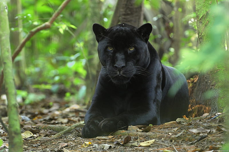Black Leopard, Wildlife, Wild Cats, Black Panther, HD wallpaper