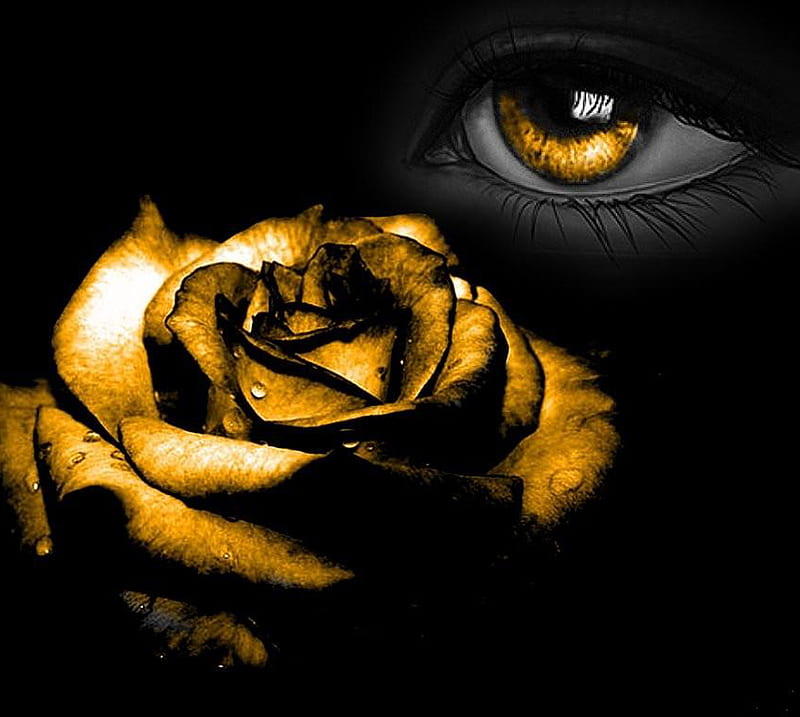 Golden Eye Rose, abs, cute, feelings, love, HD wallpaper