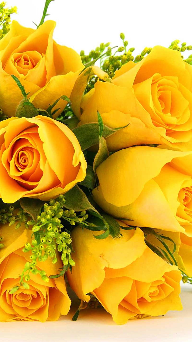 Yellow rose , yellow rose, bonito, flower, bright, HD phone wallpaper