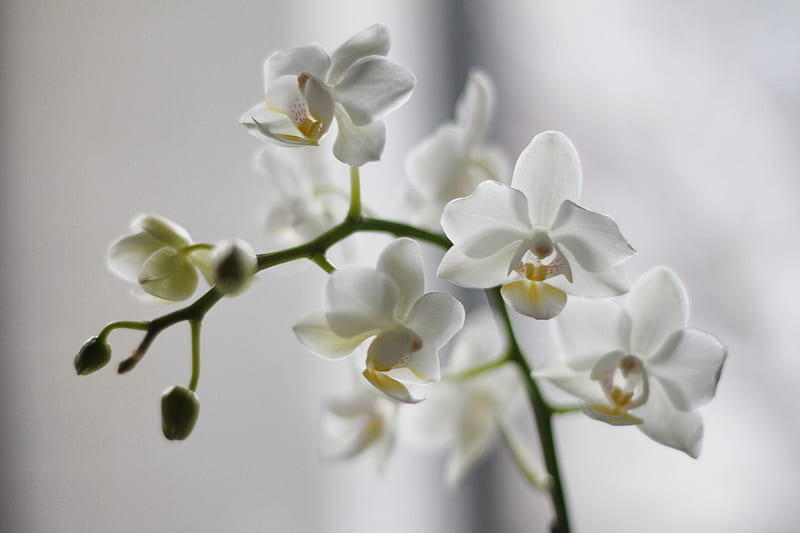 white moth orchid, HD wallpaper