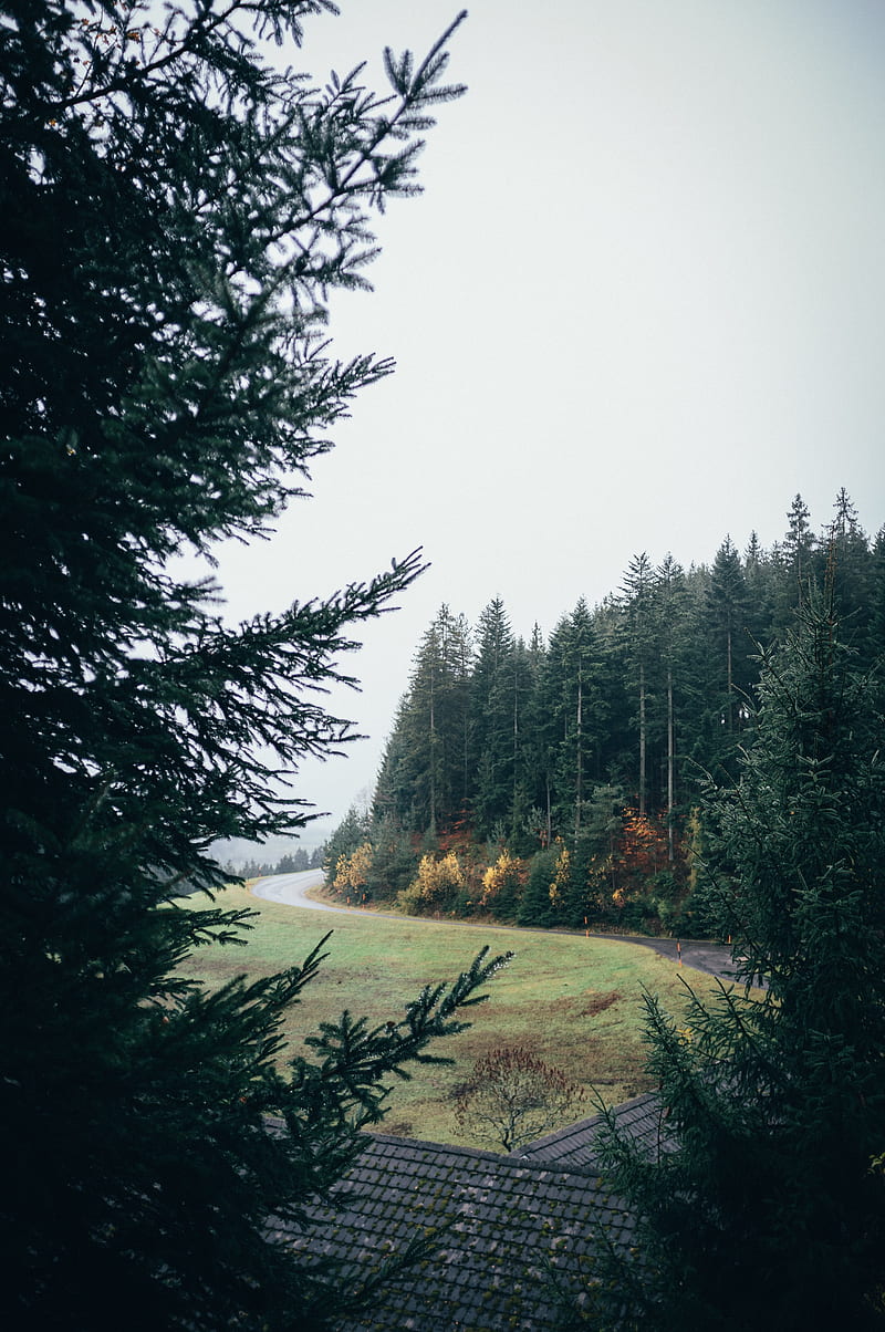 forest, road, turn, trees, lawn, HD phone wallpaper