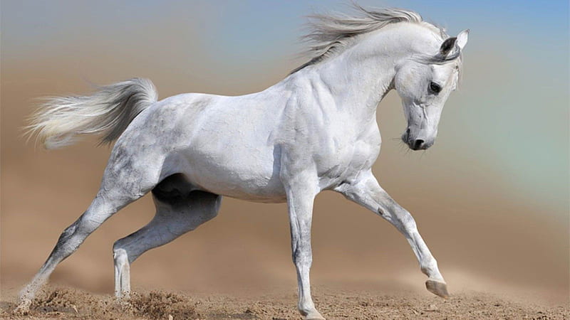 White horse-Amazing Horse theme, HD wallpaper