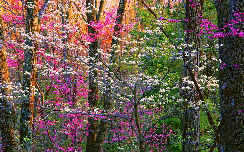 Flowering Trees in Spring Forest, forest, flowers, nature, spring ...