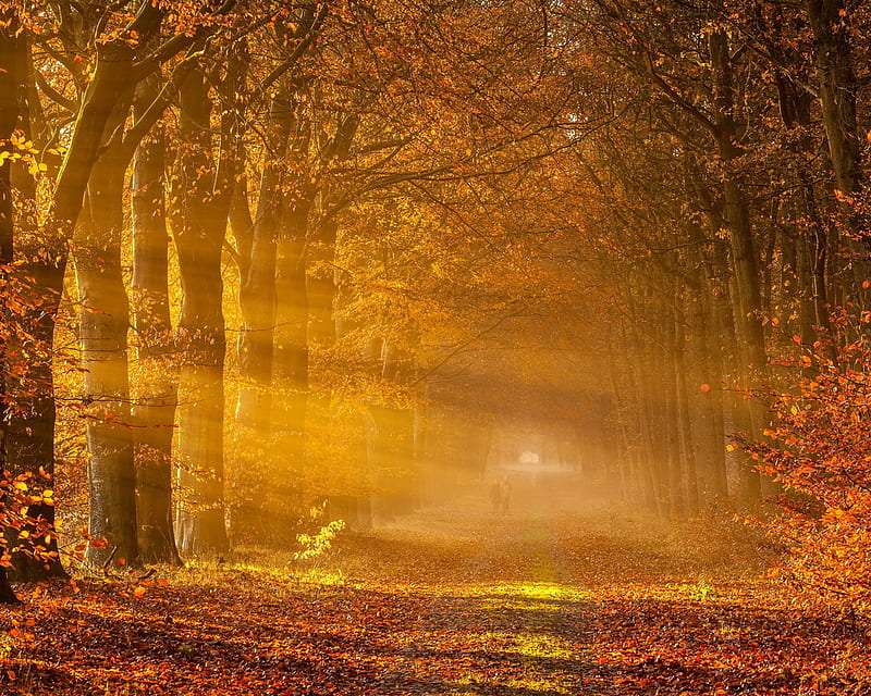 Light In Trees, autumn, fall, love, road trip, sunset, HD wallpaper