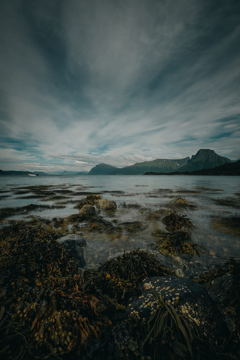 lake, mountains, shore, stones, seaweed, HD phone wallpaper