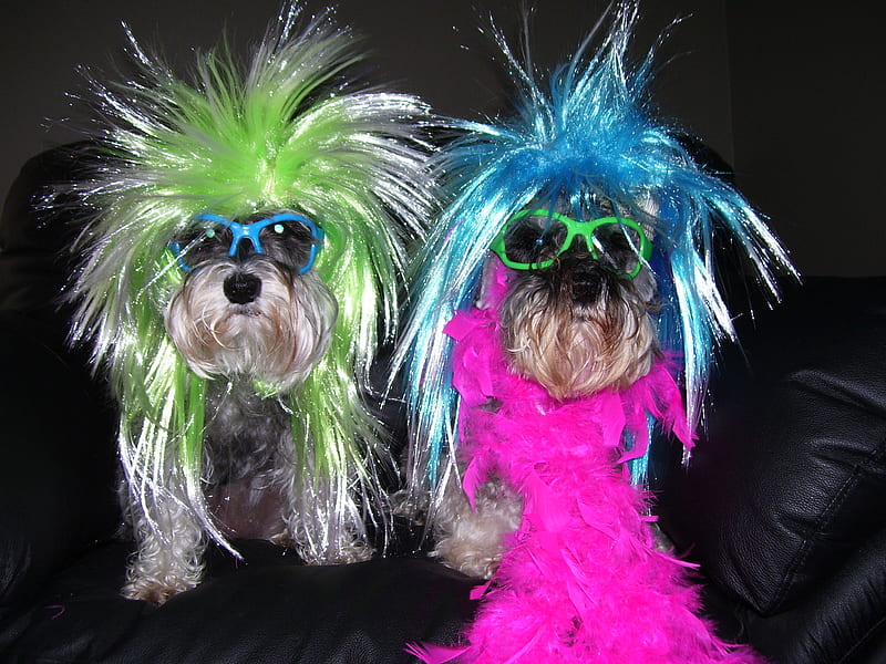 funny mini-schnauzer dogs, mini- schnauzers, funny, posers, in wigs and glasses, HD wallpaper