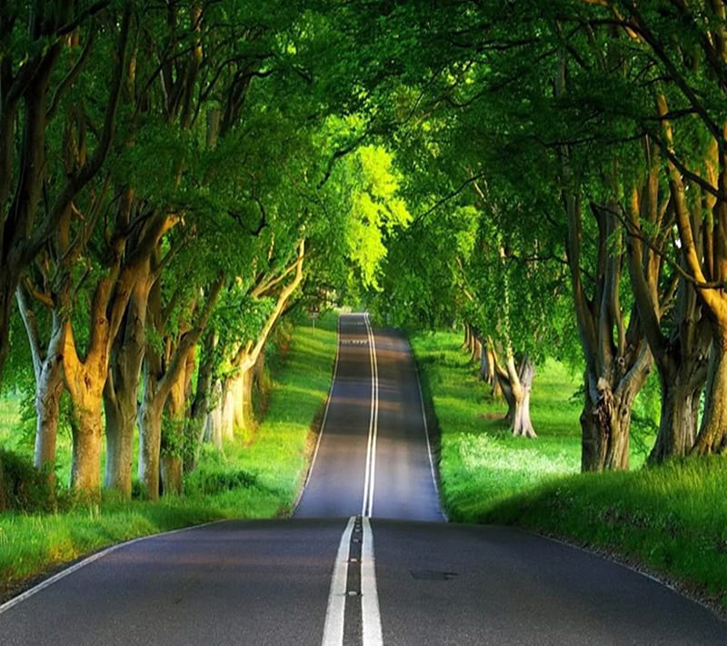 Road, highway, leaf, leaves, nature, nice, sky, street, tree, trees, HD wallpaper