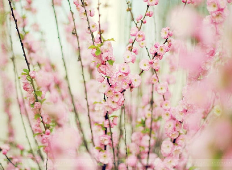 Pink Flowers, flower, makro, nature, pink, HD wallpaper