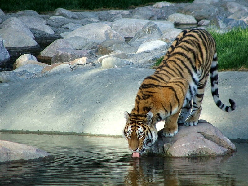 Thirsty Tiger, drinking, stripes, rock, tiger, tongue, HD wallpaper