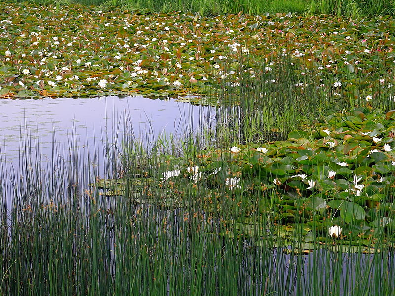 Choked with Water Lilies, pond, lotus, lily pads, flowers, reeds, white, HD wallpaper