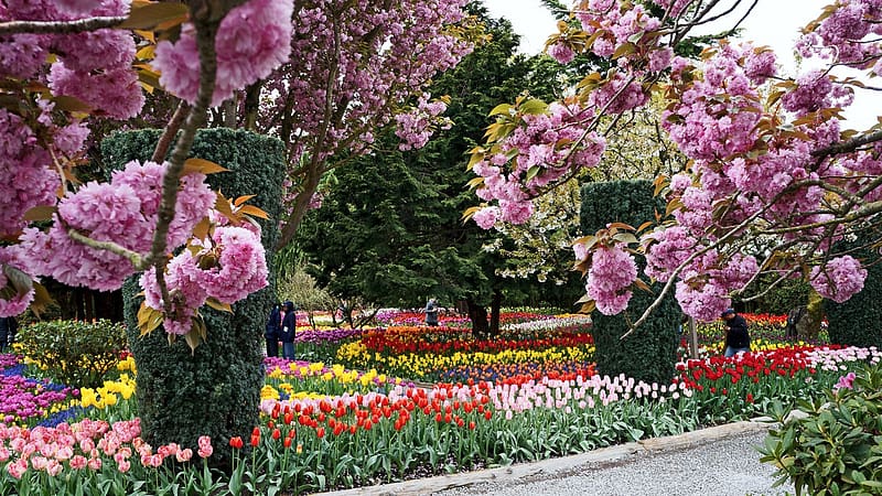 keukenhof Gardens, Netherlands, trees, Blossoms, spring, tulips, colors, HD wallpaper